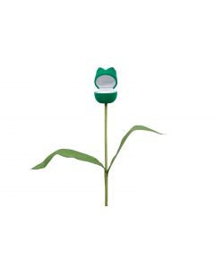 Novelty tulip with stem box
